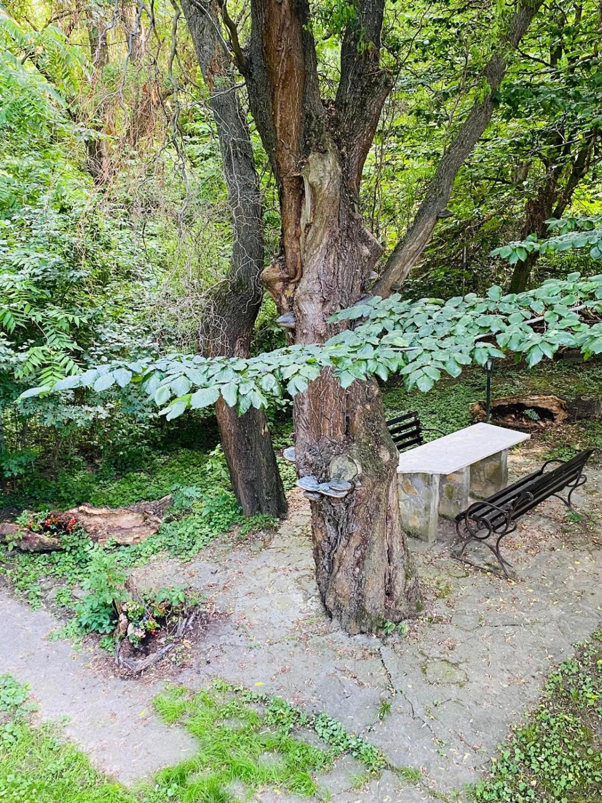 Rapsodia Pension Suceava Dış mekan fotoğraf