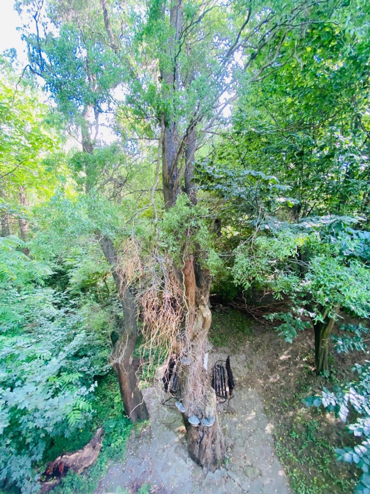 Rapsodia Pension Suceava Dış mekan fotoğraf
