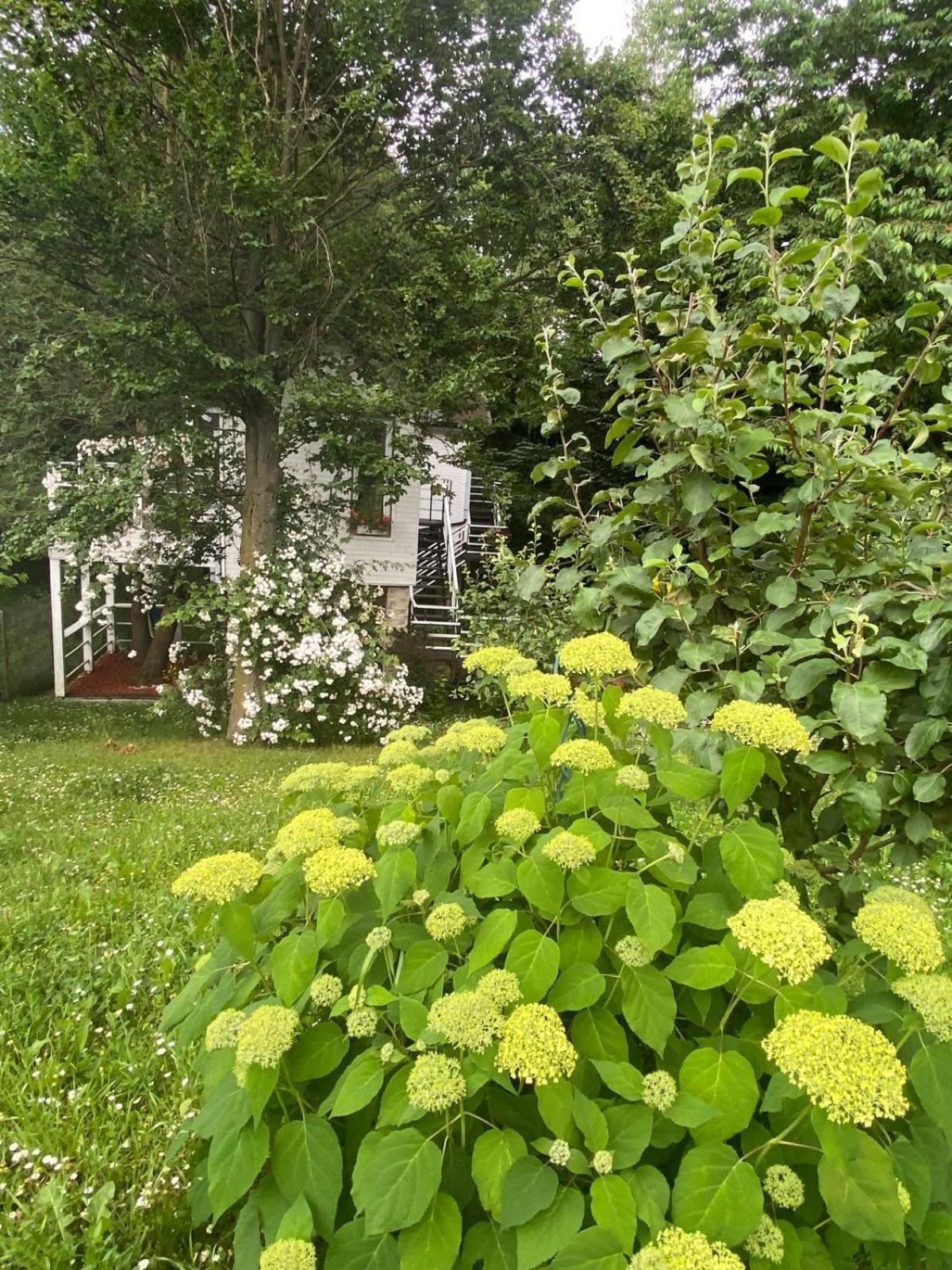Rapsodia Pension Suceava Dış mekan fotoğraf